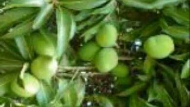 General Ozzy - Chimtengo Cha Mango Mp3 Download